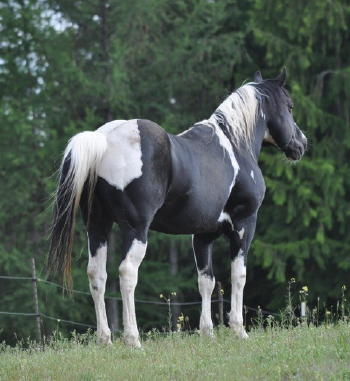 Ref Stallion